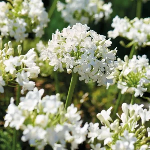 Sinisarja, Agapanthus 'Albus'