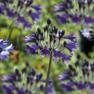 Sinisarja, Agapanthus 'Black Buddhist'