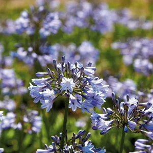 Sinisarja, Agapanthus 'Donau'