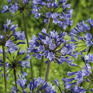 Sinisarja, Agapanthus 'Intermedia'