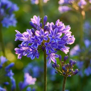 Sinisarja, Agapanthus 'Pinocchio'