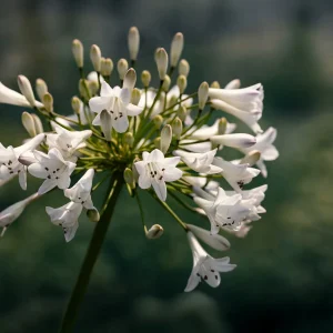 Sinisarja, Agapanthus 'Polar Ice'