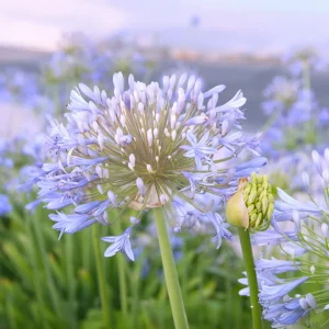 Sinisarja, Agapanthus 'Wolga'