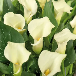 Kalla, Zantedeschia 'Calgary'
