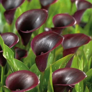 Kalla, Zantedeschia 'Cantor'