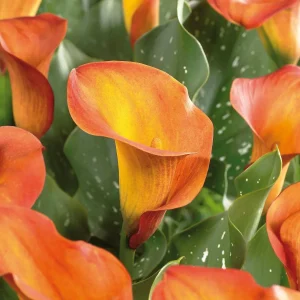 Kalla, Zantedeschia 'Havana'