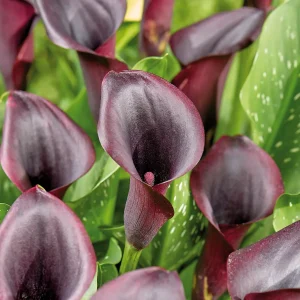 Kalla, Zantedeschia 'Odessa'