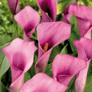 Kalla, Zantedeschia 'Paco'