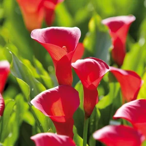 Kalla, Zantedeschia 'Red Alert'