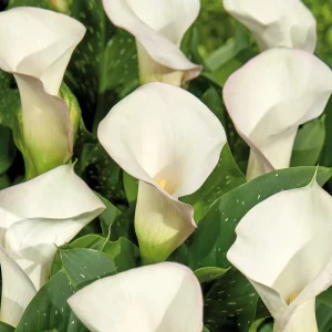 Kalla, Zantedeschia 'Sapporo'