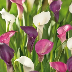 Kalla, Zantedeschia 'Sorbet Mixed'