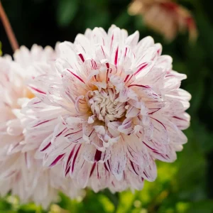 Daalia 'Avignon'