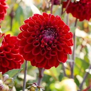 Daalia 'Baccara'