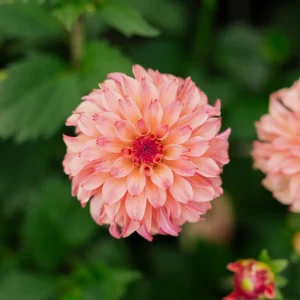 Daalia 'Belfloor'