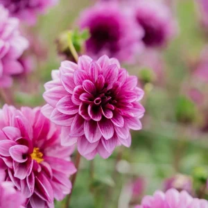 Daalia 'Blue Bell'