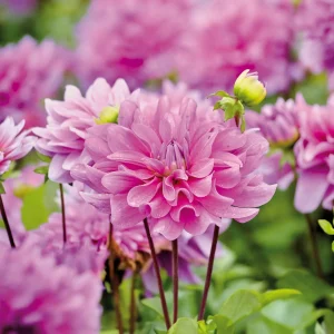 Daalia 'Bluetiful'
