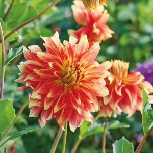 Daalia 'Bodacious'