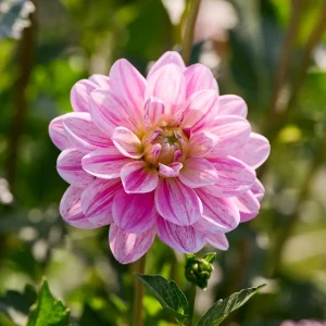 Daalia 'Bonesta'