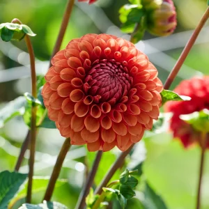 Daalia 'Brown Sugar'