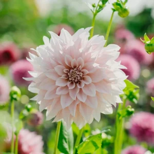 Daalia 'Cafe au Lait'