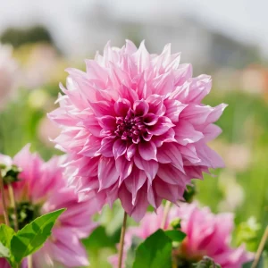 Daalia 'Cafe au Lait Rose'