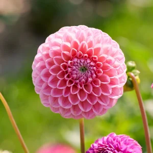 Daalia 'Caitlin's Joy'