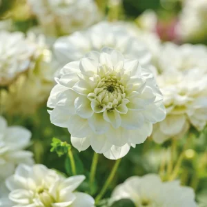 Daalia 'Cantarino'
