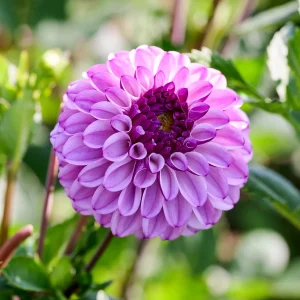 Daalia 'Columbus'