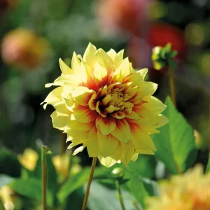 Daalia 'Dazzling Sun'