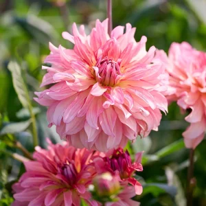 Daalia 'Dutch Delight'