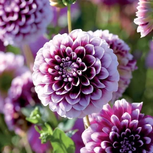 Daalia 'Edinburgh'