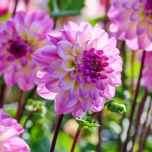 Daalia 'El Paso'