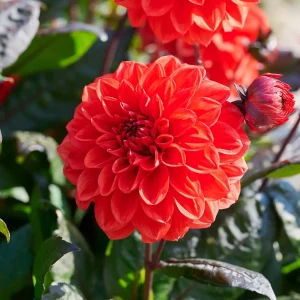 Daalia 'Ellen Huston'