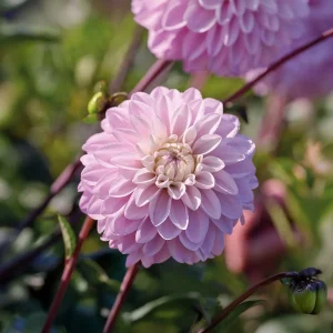 Daalia 'Espacio'
