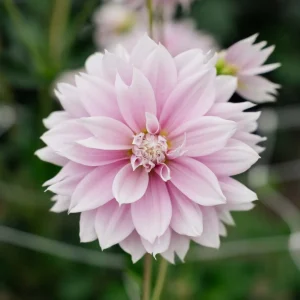 Daalia 'Evanah'