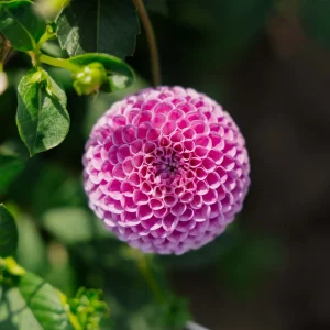 Daalia 'Franz Kafka'