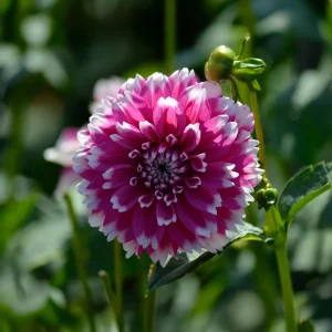 Daalia 'Fuzzy'