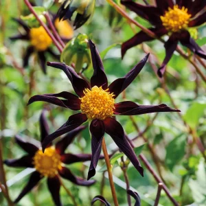 Daalia 'Honka Black'