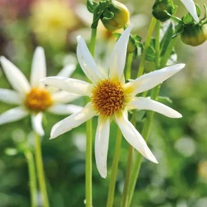 Daalia 'Honka Crème'