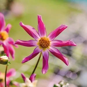 Daalia 'Honka Pink'
