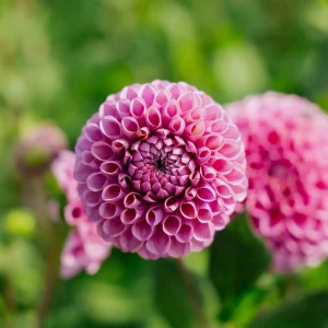 Daalia 'Isabel'