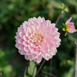 Daalia 'Karma Prospero'