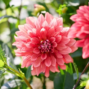 Daalia 'Miss Brandy'