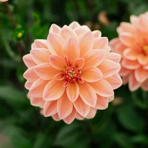 Daalia 'Mister Frans'