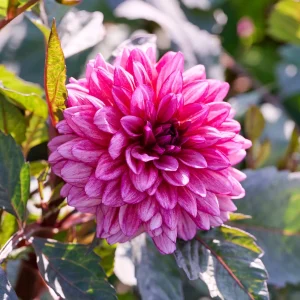 Daalia 'Molly Raven'
