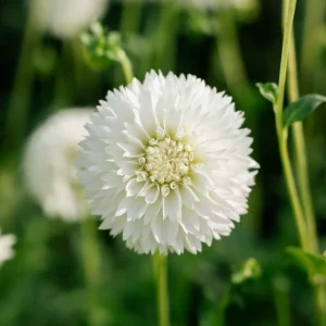 Daalia 'Myama Fubuki'