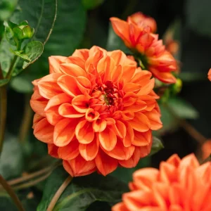 Daalia 'Orange Nugget'
