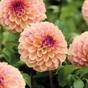 Daalia 'Palmares'
