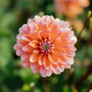 Daalia 'Peaches and Vanilla'