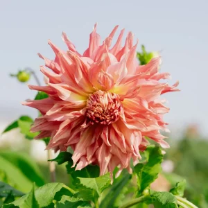 Daalia 'Penhill Watermelon'